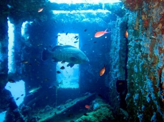 Descubrimiento de la vida submarina en Córcega 